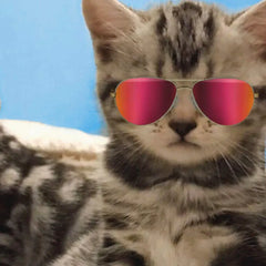 Awesome Cats in Reflective Sunglasses Funny Friendship Card