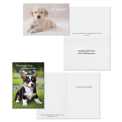 Whiskers and Paws Assorted Religious Get Well Cards, Box of 12