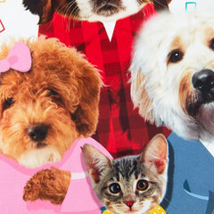 Cats and Dogs Round of Appaws Funny Pop-Up Birthday Card
