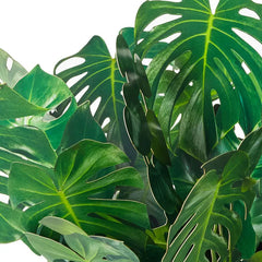 Build-a-Bouquet Monstera Pop-Up Paper Plant