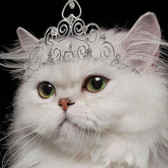 You're the Damn Queen Funny Birthday Card