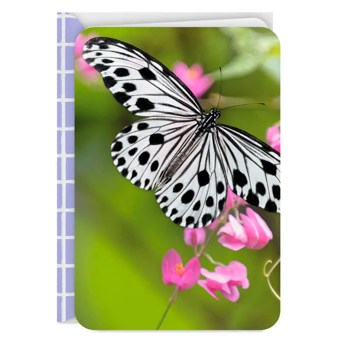 Black-and-White Butterfly and Pink Flowers Blank Card