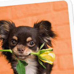 Chihuahua Dog With Flower Blank Card