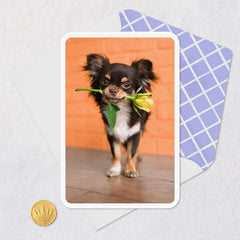 Chihuahua Dog With Flower Blank Card