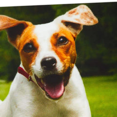 Have an Off-Leash Kind of Day Funny Birthday Card