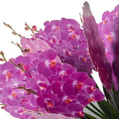 Build-a-Bouquet Fuchsia Orchids Pop-Up Paper Flowers