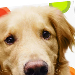 Golden Retriever Heal Get Well Card