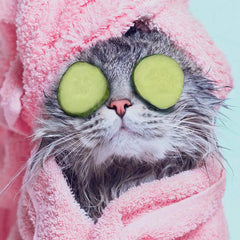 Did Someone Say Spa Day Funny Card