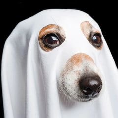 Things That Go Bark in the Night Funny Halloween Card